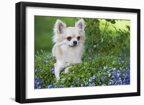 Long-Haired Chihuahua-null-Framed Photographic Print