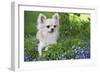 Long-Haired Chihuahua-null-Framed Photographic Print