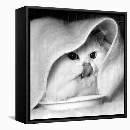 Long Haired Chinchilla Mark of Allington, Sticks His Tongue Out for the Camera, December 1958-null-Framed Stretched Canvas