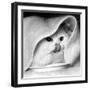 Long Haired Chinchilla Mark of Allington, Sticks His Tongue Out for the Camera, December 1958-null-Framed Photographic Print