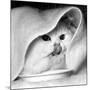 Long Haired Chinchilla Mark of Allington, Sticks His Tongue Out for the Camera, December 1958-null-Mounted Photographic Print