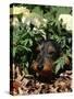 Long Haired Dachshund Among Carnations, USA-Lynn M. Stone-Stretched Canvas