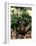 Long Haired Dachshund Among Carnations, USA-Lynn M. Stone-Framed Photographic Print