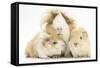 Long-Haired Mother Guinea Pig and Babies-Mark Taylor-Framed Stretched Canvas