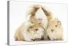 Long-Haired Mother Guinea Pig and Babies-Mark Taylor-Stretched Canvas