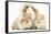 Long-Haired Mother Guinea Pig and Babies-Mark Taylor-Framed Stretched Canvas