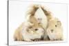 Long-Haired Mother Guinea Pig and Babies-Mark Taylor-Stretched Canvas