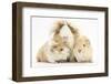 Long-Haired Mother Guinea Pig and Babies-Mark Taylor-Framed Photographic Print