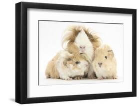 Long-Haired Mother Guinea Pig and Babies-Mark Taylor-Framed Photographic Print