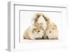 Long-Haired Mother Guinea Pig and Babies-Mark Taylor-Framed Photographic Print