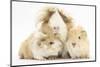 Long-Haired Mother Guinea Pig and Babies-Mark Taylor-Mounted Photographic Print