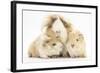 Long-Haired Mother Guinea Pig and Babies-Mark Taylor-Framed Photographic Print