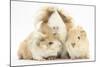 Long-Haired Mother Guinea Pig and Babies-Mark Taylor-Mounted Photographic Print