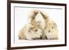 Long-Haired Mother Guinea Pig and Babies-Mark Taylor-Framed Photographic Print