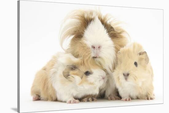 Long-Haired Mother Guinea Pig and Babies-Mark Taylor-Stretched Canvas