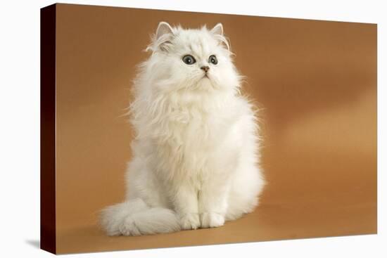 Long-Haired Persian Chinchilla-null-Stretched Canvas