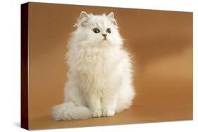 Long-Haired Persian Chinchilla-null-Stretched Canvas