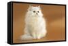 Long-Haired Persian Chinchilla-null-Framed Stretched Canvas