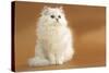 Long-Haired Persian Chinchilla-null-Stretched Canvas