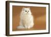 Long-Haired Persian Chinchilla-null-Framed Photographic Print