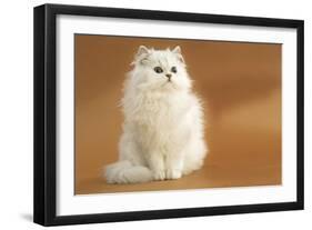 Long-Haired Persian Chinchilla-null-Framed Photographic Print
