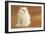 Long-Haired Persian Chinchilla-null-Framed Photographic Print