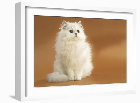 Long-Haired Persian Chinchilla-null-Framed Photographic Print