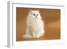 Long-Haired Persian Chinchilla-null-Framed Photographic Print