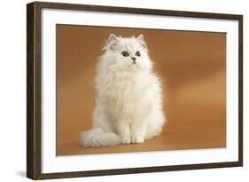 Long-Haired Persian Chinchilla-null-Framed Photographic Print