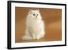 Long-Haired Persian Chinchilla-null-Framed Photographic Print