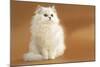 Long-Haired Persian Chinchilla-null-Mounted Photographic Print