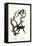 Long-Haired Spider Monkey, 1824-Karl Joseph Brodtmann-Framed Stretched Canvas