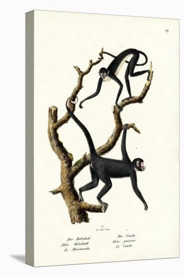 Long-Haired Spider Monkey, 1824-Karl Joseph Brodtmann-Stretched Canvas