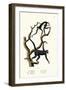 Long-Haired Spider Monkey, 1824-Karl Joseph Brodtmann-Framed Premium Giclee Print