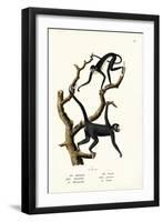 Long-Haired Spider Monkey, 1824-Karl Joseph Brodtmann-Framed Premium Giclee Print