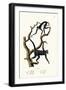 Long-Haired Spider Monkey, 1824-Karl Joseph Brodtmann-Framed Premium Giclee Print