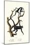 Long-Haired Spider Monkey, 1824-Karl Joseph Brodtmann-Mounted Premium Giclee Print