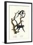 Long-Haired Spider Monkey, 1824-Karl Joseph Brodtmann-Framed Giclee Print