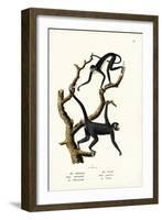 Long-Haired Spider Monkey, 1824-Karl Joseph Brodtmann-Framed Giclee Print