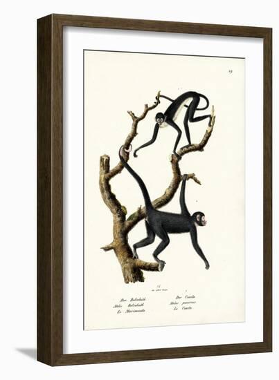 Long-Haired Spider Monkey, 1824-Karl Joseph Brodtmann-Framed Giclee Print