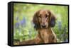 Long-Haired Standard Dachshund in Late Spring, Putnam, Connecticut, USA-Lynn M^ Stone-Framed Stretched Canvas