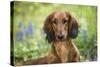 Long-Haired Standard Dachshund in Late Spring, Putnam, Connecticut, USA-Lynn M^ Stone-Stretched Canvas