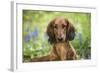 Long-Haired Standard Dachshund in Late Spring, Putnam, Connecticut, USA-Lynn M^ Stone-Framed Photographic Print