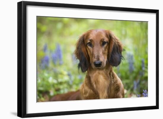 Long-Haired Standard Dachshund in Late Spring, Putnam, Connecticut, USA-Lynn M^ Stone-Framed Photographic Print