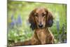 Long-Haired Standard Dachshund in Late Spring, Putnam, Connecticut, USA-Lynn M^ Stone-Mounted Photographic Print