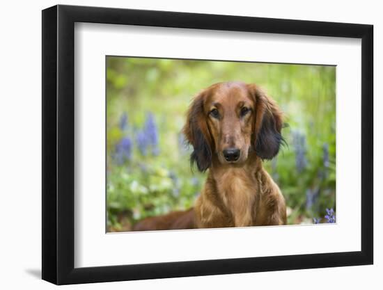Long-Haired Standard Dachshund in Late Spring, Putnam, Connecticut, USA-Lynn M^ Stone-Framed Photographic Print