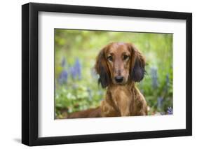 Long-Haired Standard Dachshund in Late Spring, Putnam, Connecticut, USA-Lynn M^ Stone-Framed Photographic Print