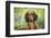 Long-Haired Standard Dachshund in Late Spring, Putnam, Connecticut, USA-Lynn M^ Stone-Framed Photographic Print