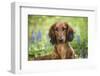 Long-Haired Standard Dachshund in Late Spring, Putnam, Connecticut, USA-Lynn M^ Stone-Framed Photographic Print