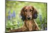 Long-Haired Standard Dachshund in Late Spring, Putnam, Connecticut, USA-Lynn M^ Stone-Mounted Photographic Print